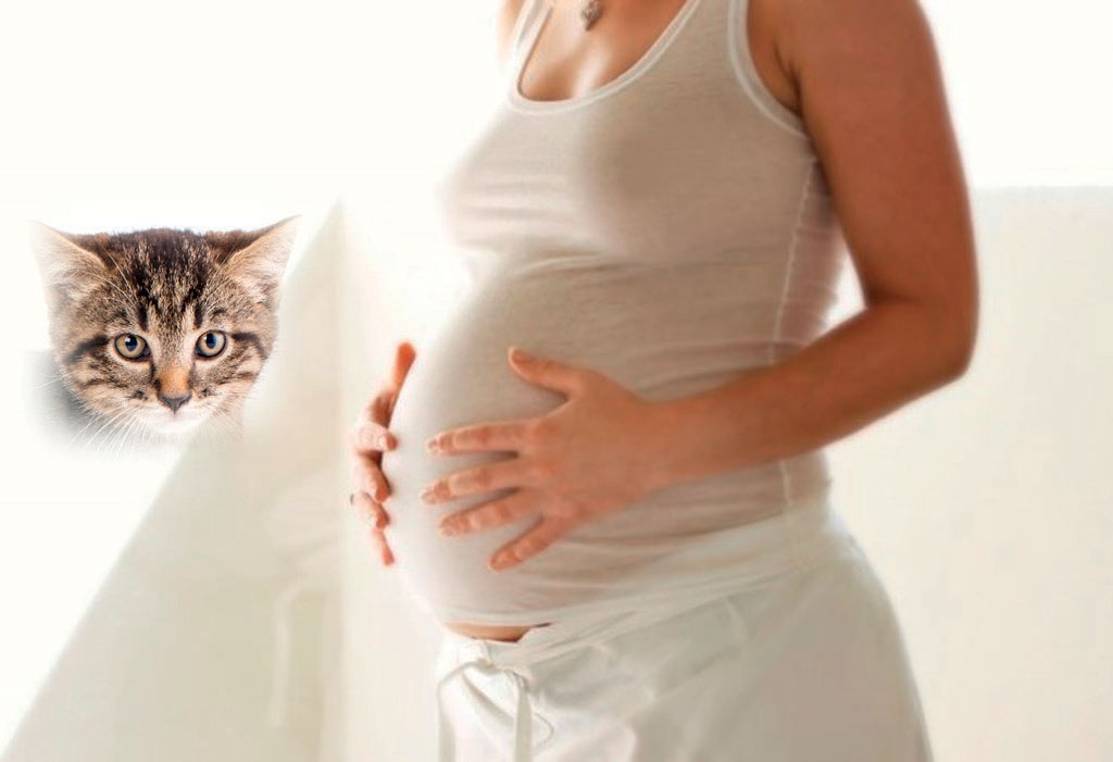 Layouten George Bernard lemmer Toksoplasmose – bør gravide være bekymret? | Utposten